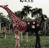 Girafaric By: RSD